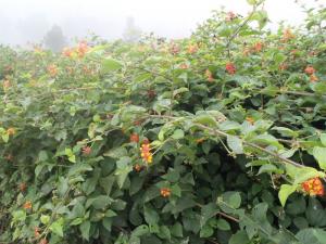 la Lantana, espèce envahissante