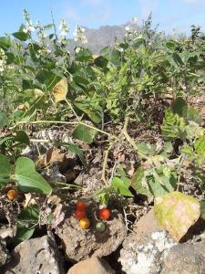 tomates cerise en liberté