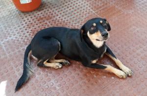  Mindelo, exemple de chien errant très gentil et très nombreux au Cap Vert 