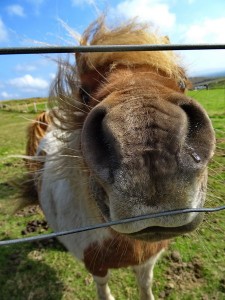 poney de ..Shetland