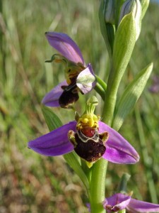 52 Ophris abeille