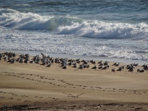 54 Nazaré