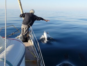 60 Golfe de Gascogne