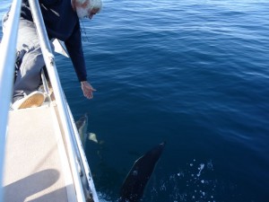 61 Golfe de Gascogne