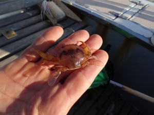 62 Golfe G. crabe nageur