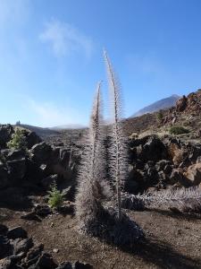 sur le Teide 