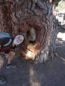 le vieil arbre et moi