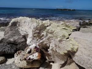 La Blanquilla playa-Yake