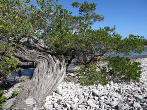 La Blanquilla playa-Yake