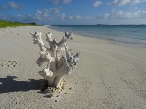 Los Roques Espenky