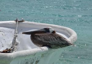 Los Roques Carenero