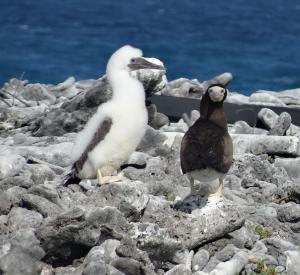 Los Roques Bequeve maman ou papa fou brun et son " petit "