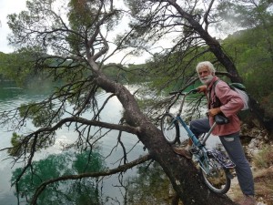 les pins d'Alep sont vraiment tordus