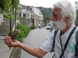 Mljet -Polace le petit duc