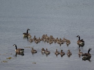 Kerrera : bernaches cravant