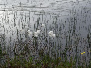 Gometra sur Mul : linaigrettes