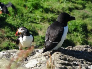 Trenish isl - Lunga macareux et pingouin torda
