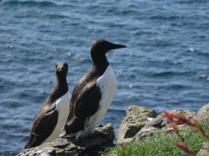 Trenish isl - Lunga guillemots