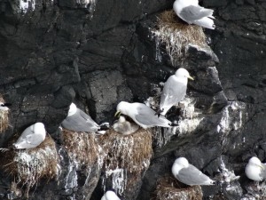Canna mouettes tridactyles