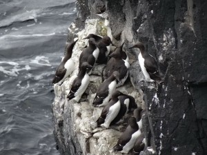 Canna guillemots