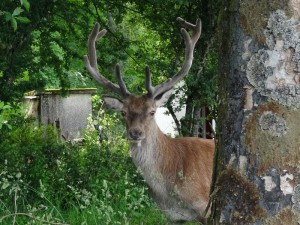 Rum, cerf apprivoisé !