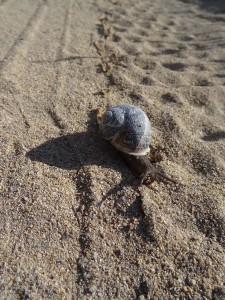 Coll : un plus lent que nous !