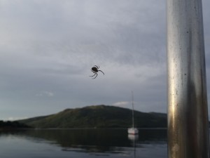 notre animal de compagnie, depuis Paimpol