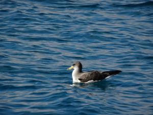 2 Puffin cendré