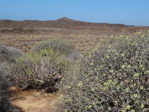 5 isla de lobos 31