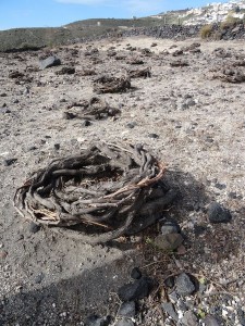 Santorin , vignes