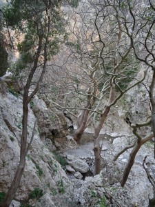 Crete Gorge Patsos