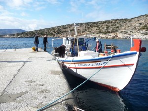 17 Skhinoussa, transport bovin