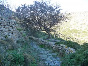 24 Amorgos chêne pubescent