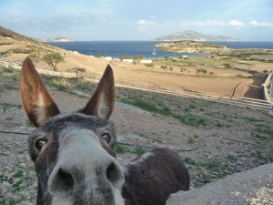 46 collègue à Skinoussa