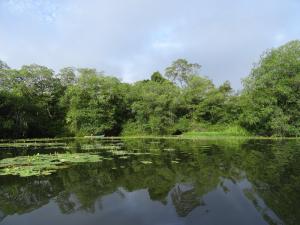 à l'intérieur de la mangrove, de petits étangs secondaires