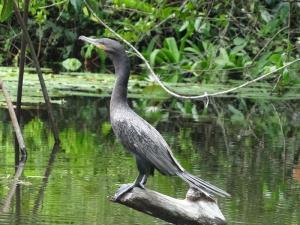 cormoran vigua
