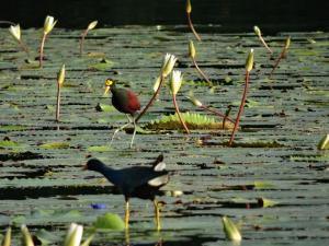 jacana avec talève violacée au 1er plan
