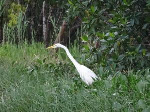 grande aigrette