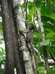 un curieux lézard : le basilic casqué, qui peut courir sur l'eau (vu !)