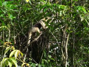 coup de chance : un tamandua, petit fourmilier arboricole
