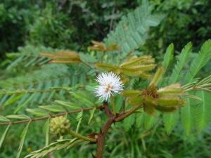 des fleurs comme des feux d'artifice