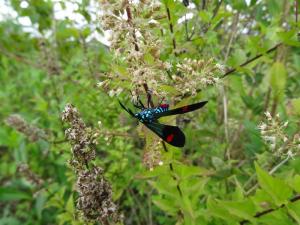 parfois de très beaux insectes