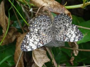 et pas mal de beaux papillons