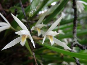 une jolie petite orchidée épiphyte
