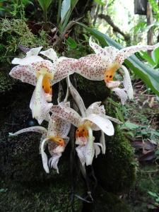 orchidée cultivée
