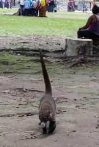 Tikal : un coati