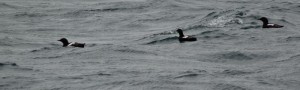 guillemots à miroir
