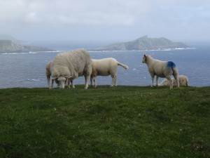 Portmagee