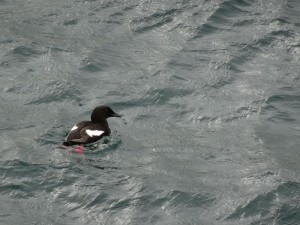 guillemot à miroir