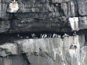 16 Aran Inishmore guillemots de Troïl